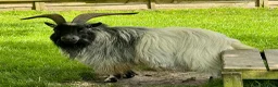 Goats livestock for sale: Pygmy Goat billy - Advert 1