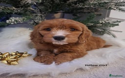 Cockapoo dogs for sale: RED COCKAPOO PUPS - Advert 1