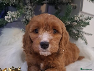 Cockapoo dogs RED COCKAPOO PUPS - Advert 2