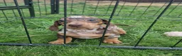 Dachshund dogs for sale: Soo cute  - Advert 33