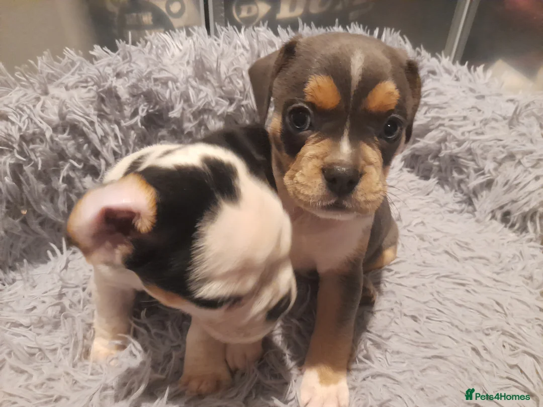Mixed Breed dogs for sale: French bulldog x puppies in Clacton-on-Sea - Advert 3