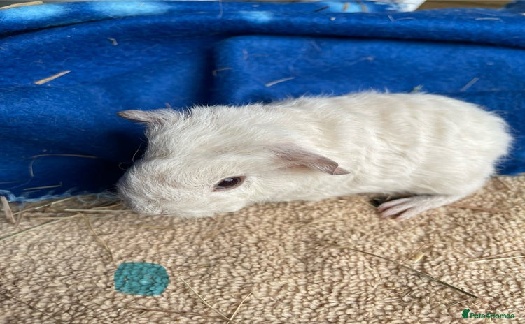 Guinea Pig rodents - Advert 14