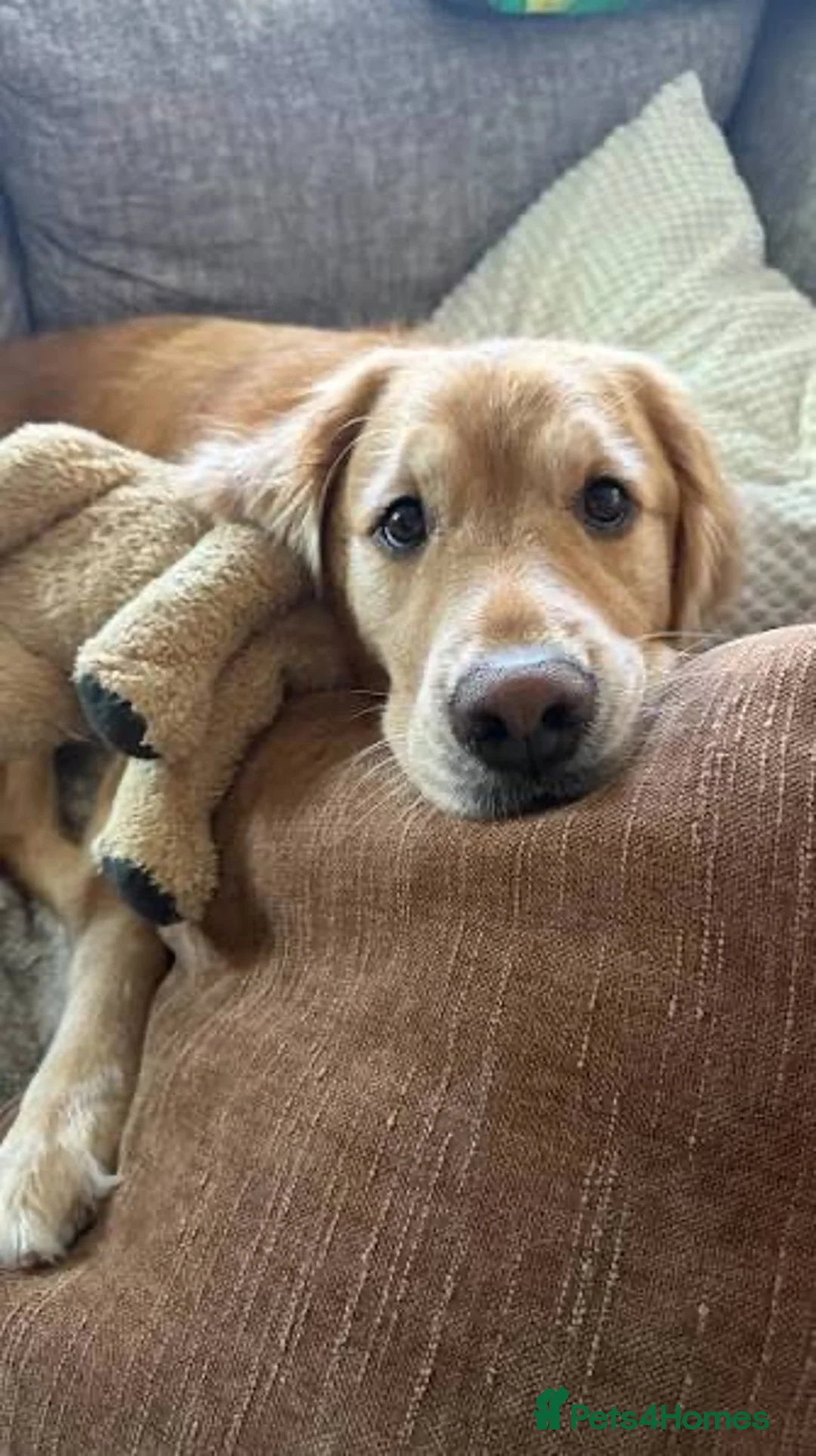 Golden Retriever dogs for sale: Beautiful Golden Retriever  - Advert 2