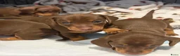 Dachshund dogs for sale: 5 beautiful pups - Advert 7