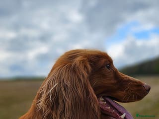 Cocker Spaniel dogs Kc reg Health tested working cocker spaniel stud in Durham - Advert 16