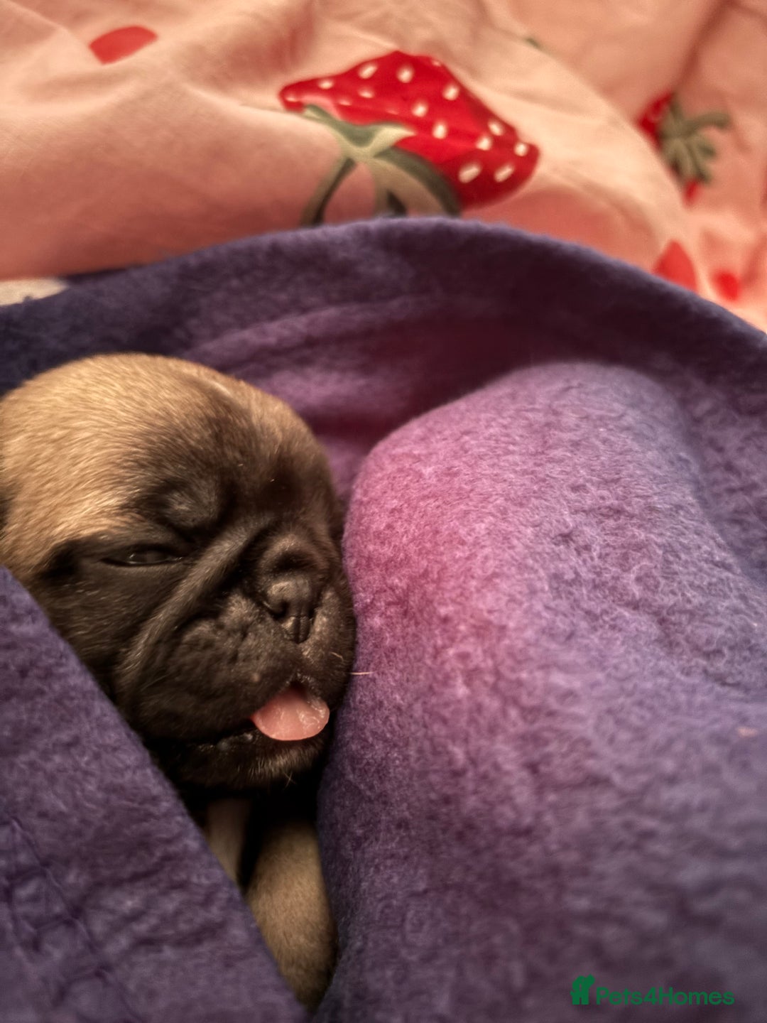 Pug dogs for sale: Puppies - Image 23