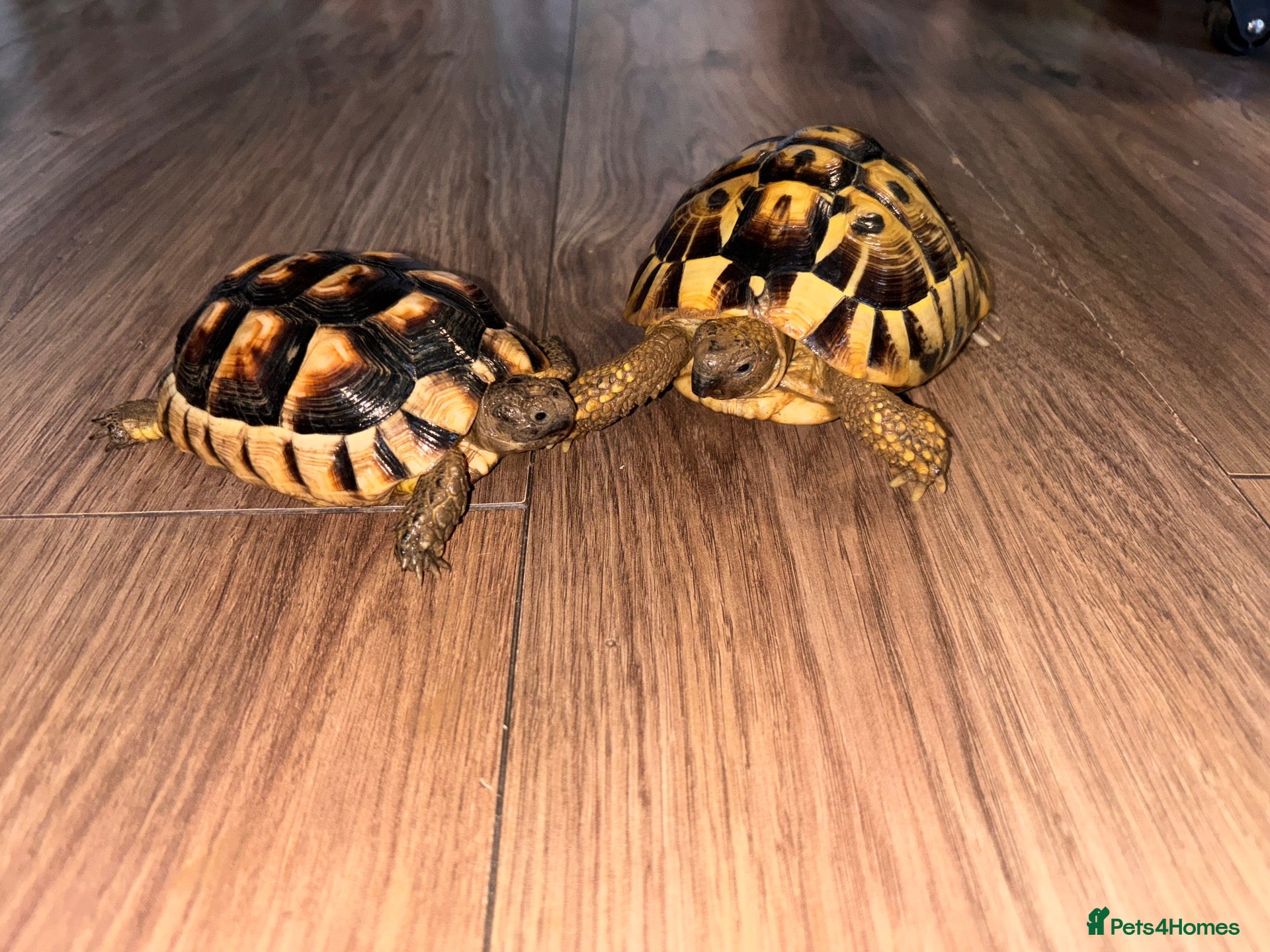 Hermann Tortoise reptiles Two Herman tortoises  - Advert 1