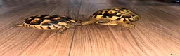 Hermann Tortoise reptiles for sale: Two Herman tortoises  in Salford - Advert 1