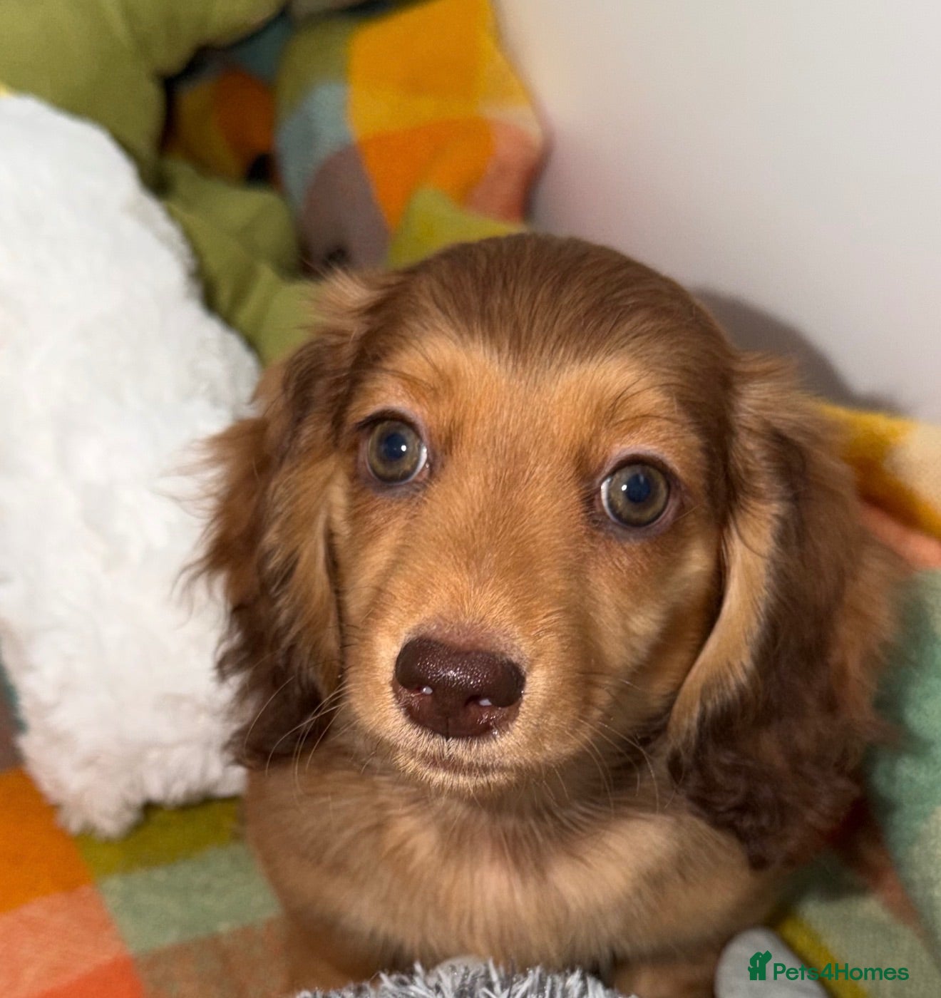 Miniature Dachshund dogs 🩷Stunning Long Haired Mini Dachshunds💙 - Advert 2