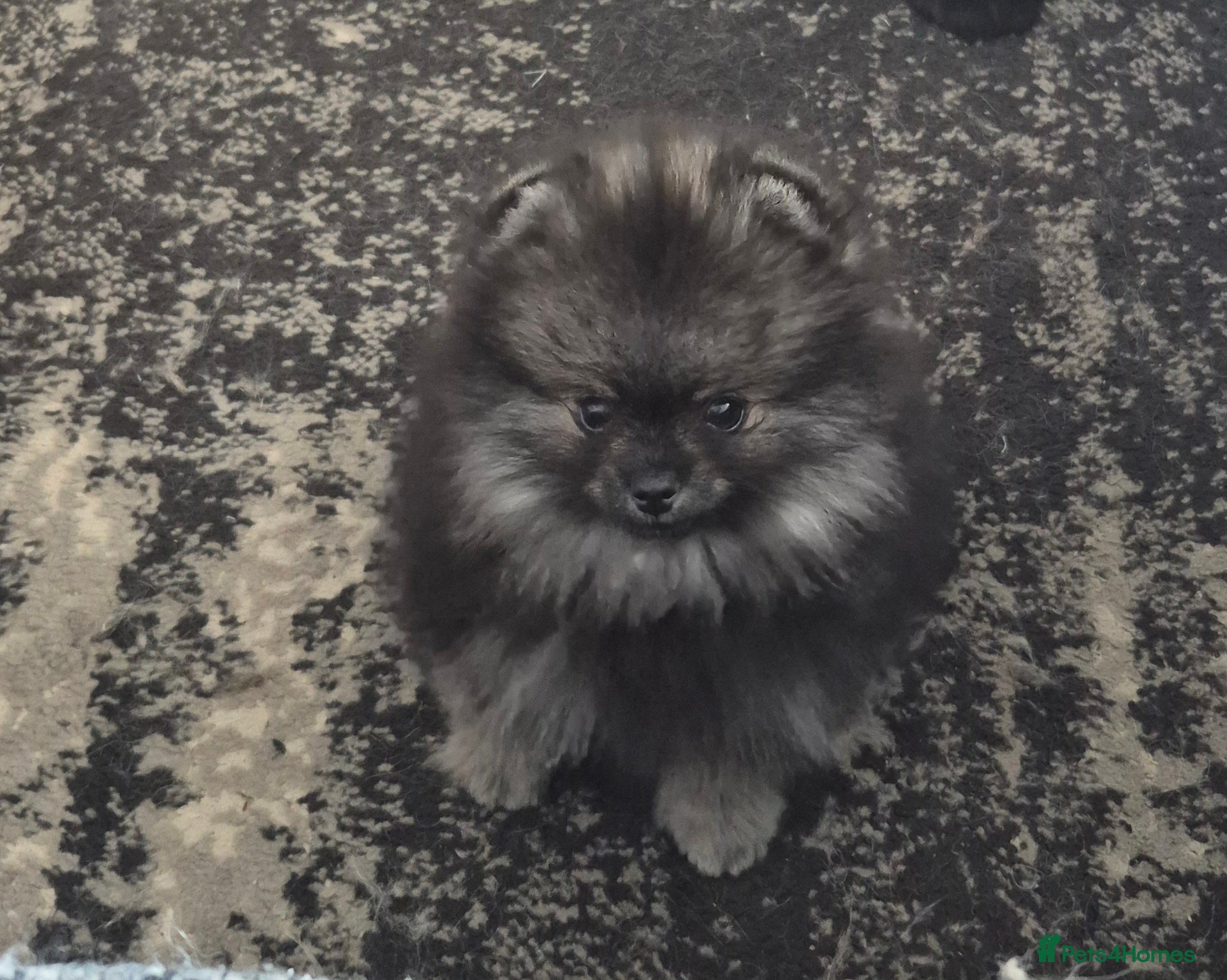 Pomeranian dogs Gorgeous Pomeranian  - Advert 11