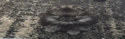 Pomeranian dogs for sale: Gorgeous Pomeranian  - Advert 2