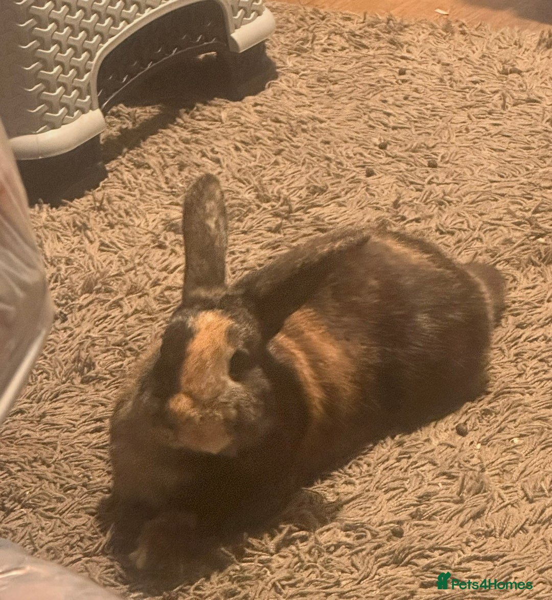 Mixed Breed rabbits for sale: Two Bunnies  - Advert 2