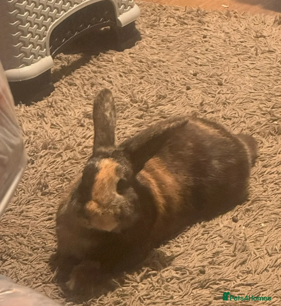 Mixed Breed rabbits for sale: Two Bunnies  - Advert 2