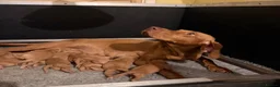 Hungarian Vizsla dogs for sale: KC Reg Hungarian Vizsla Pups Health Tested Parents - Advert 4