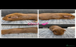 Guinea Pig rodents for sale: only 10 girls left Funky&smooth Guinea pigs - Image 6