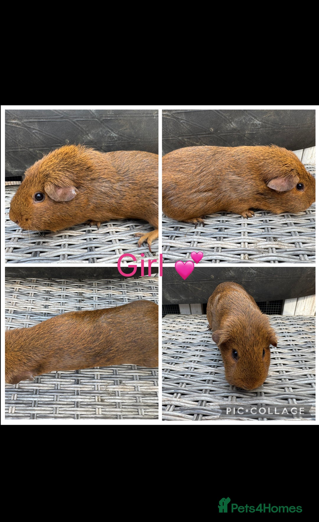 Guinea Pig rodents for sale: only 10 girls left Funky&smooth Guinea pigs - Image 6