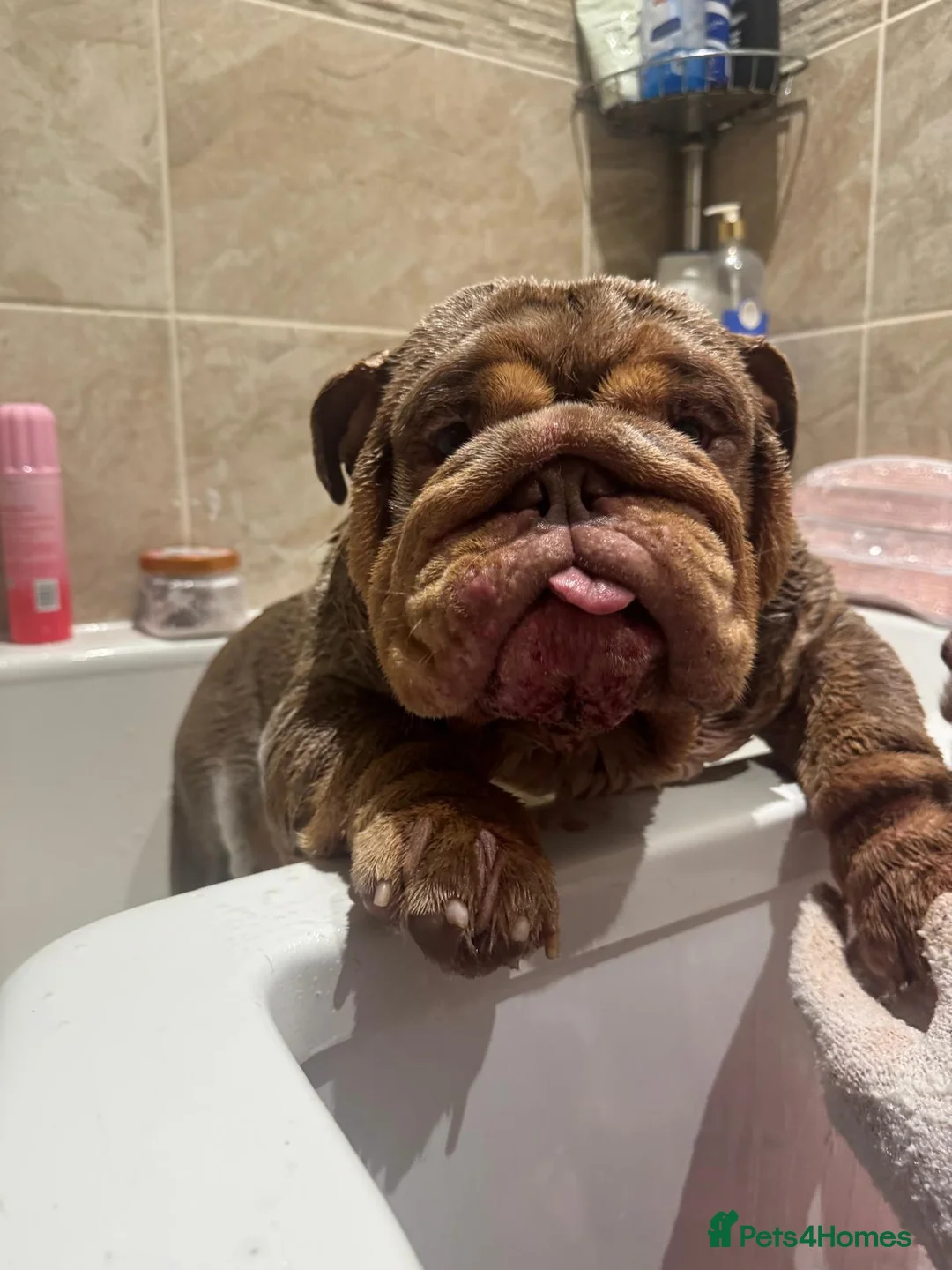 English Bulldog dogs for stud: Larry - Advert 34