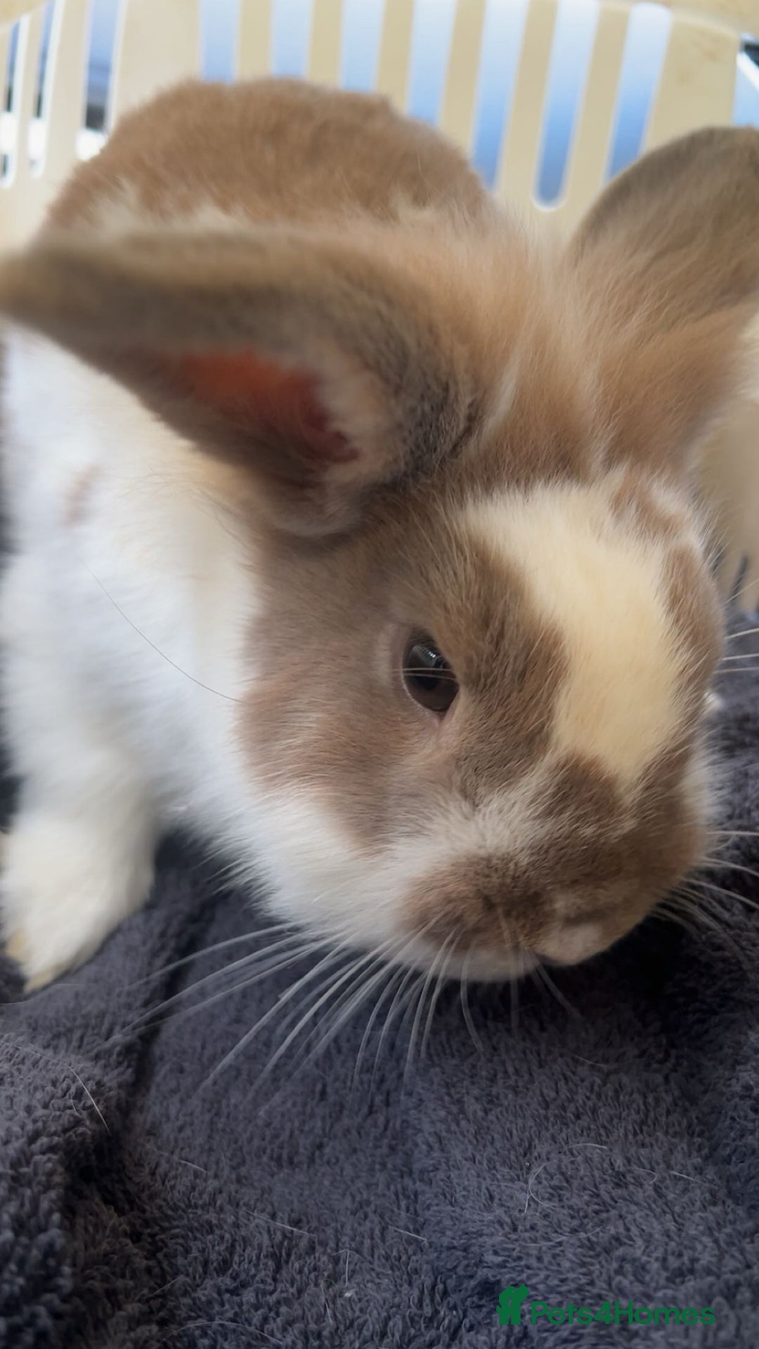 Lionhead rabbits for sale: Lion head rabbit male  - Advert 2