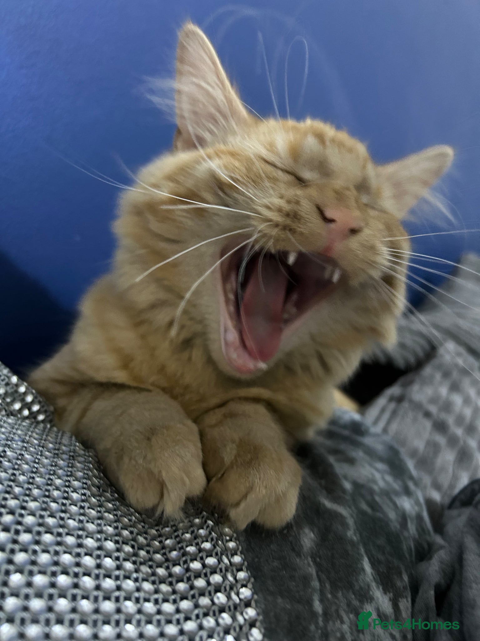 Mixed Breed cats for sale: Simba  - Advert 3