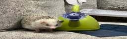 Pygmy Hedgehog rodents for sale: Pygmy Hedgehogs  - Advert 2