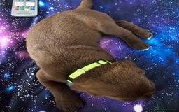 Mastiff dogs for sale: Mastiff Hybrids  - Image 14