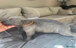 Mixed Breed dogs for sale: Staff x cane corso merle and grey pups for sale  - Image 19