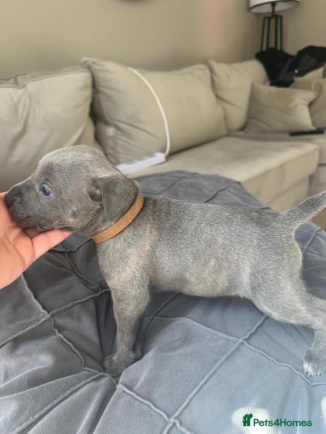 Mixed Breed dogs for sale: Staff x cane corso merle and grey pups for sale  - Image 19