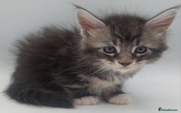 Maine Coon cats for sale: Full pedigree Maine coon  - Image 13