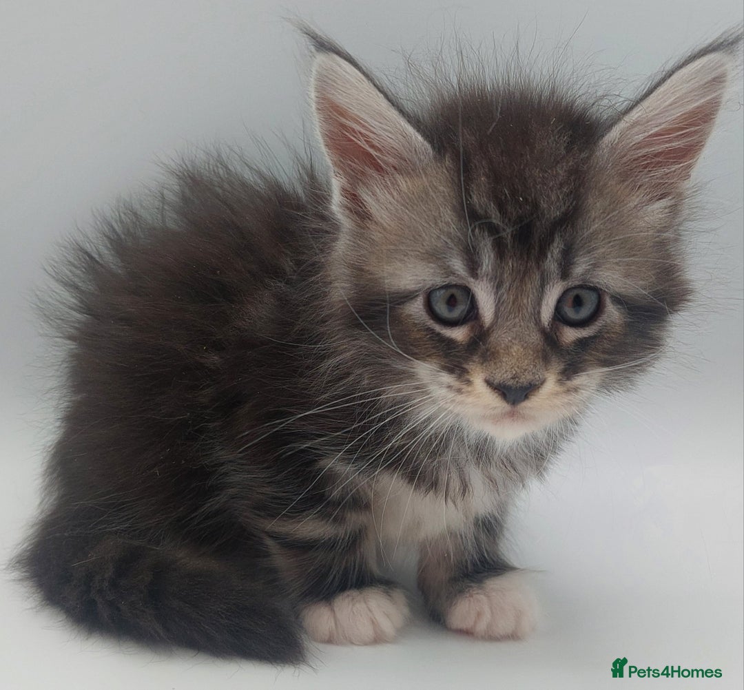 Maine Coon cats for sale: Full pedigree Maine coon  - Image 13