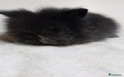 Lionhead rabbits for sale: Pure bred lionhead rabbits  - Image 6