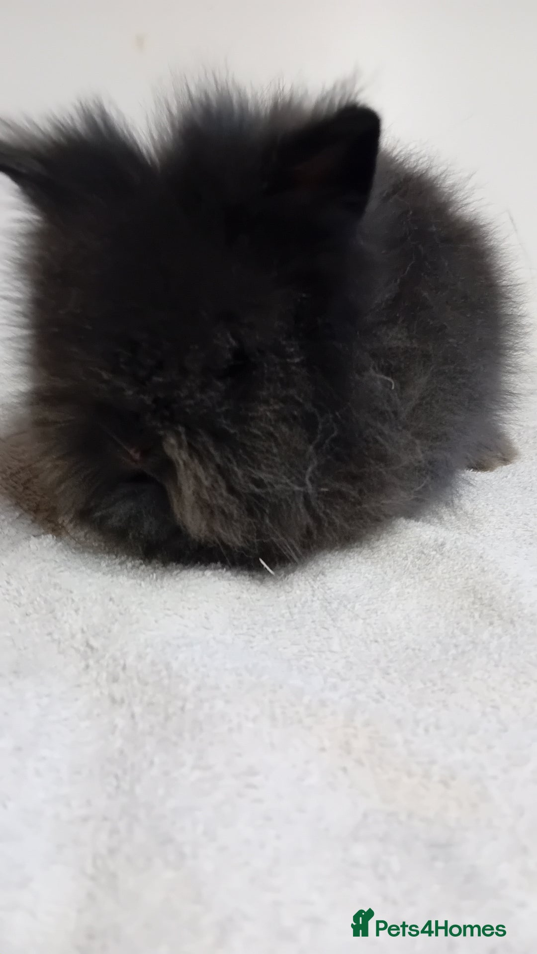 Lionhead rabbits for sale: Pure bred lionhead rabbits  - Image 6