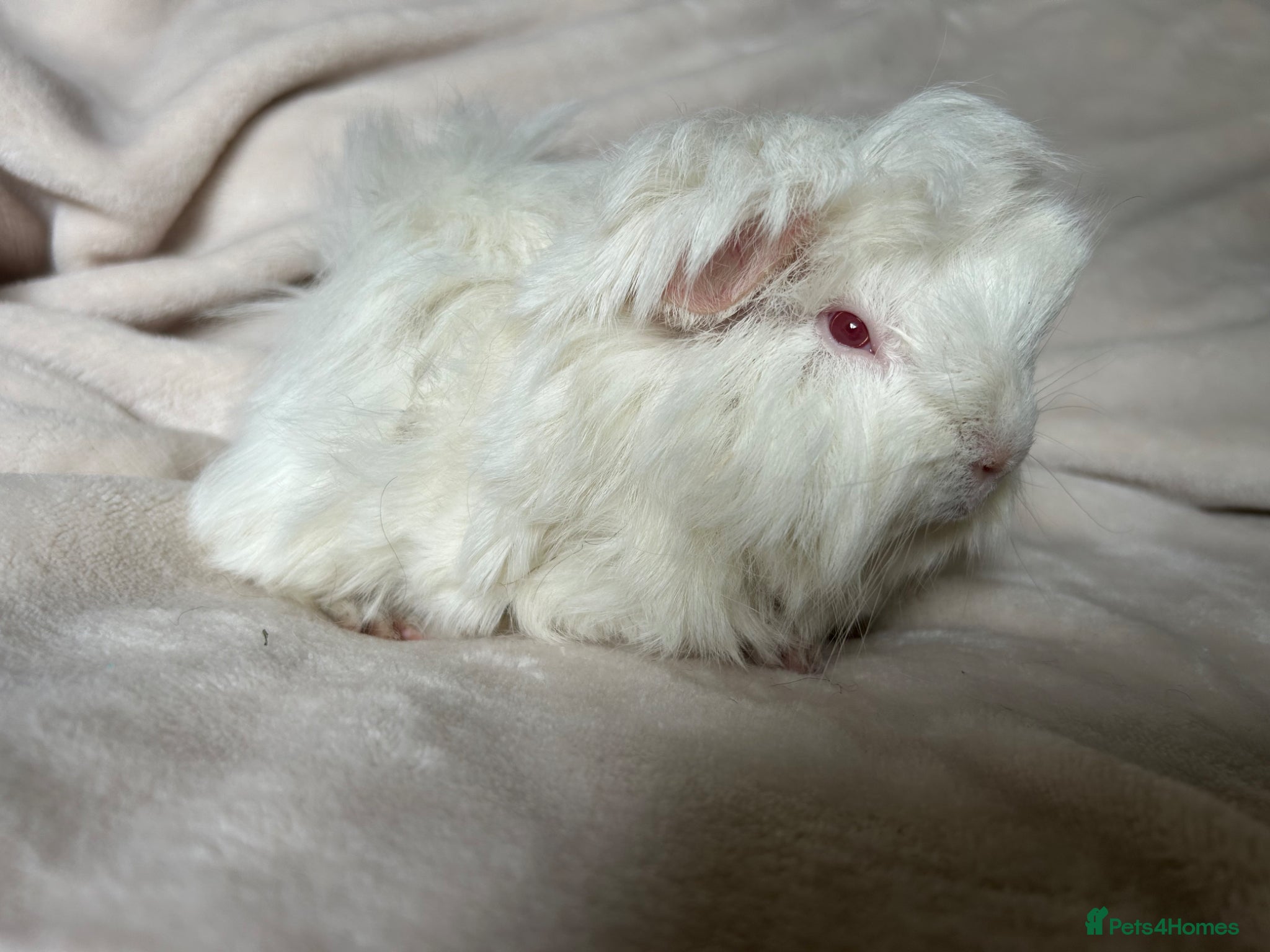 Guinea Pig rodents for sale: Baby Guinea pigs  - Advert 10
