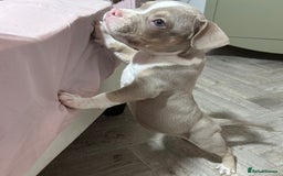 American Bully dogs for sale: Pocket Bully puppy’s  - Image 4