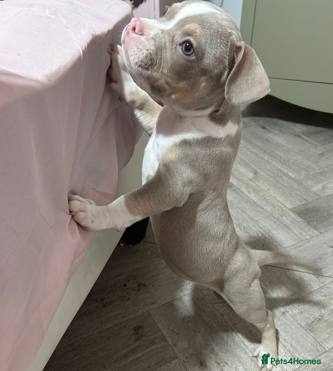 American Bully dogs for sale: Pocket Bully puppy’s  - Image 4
