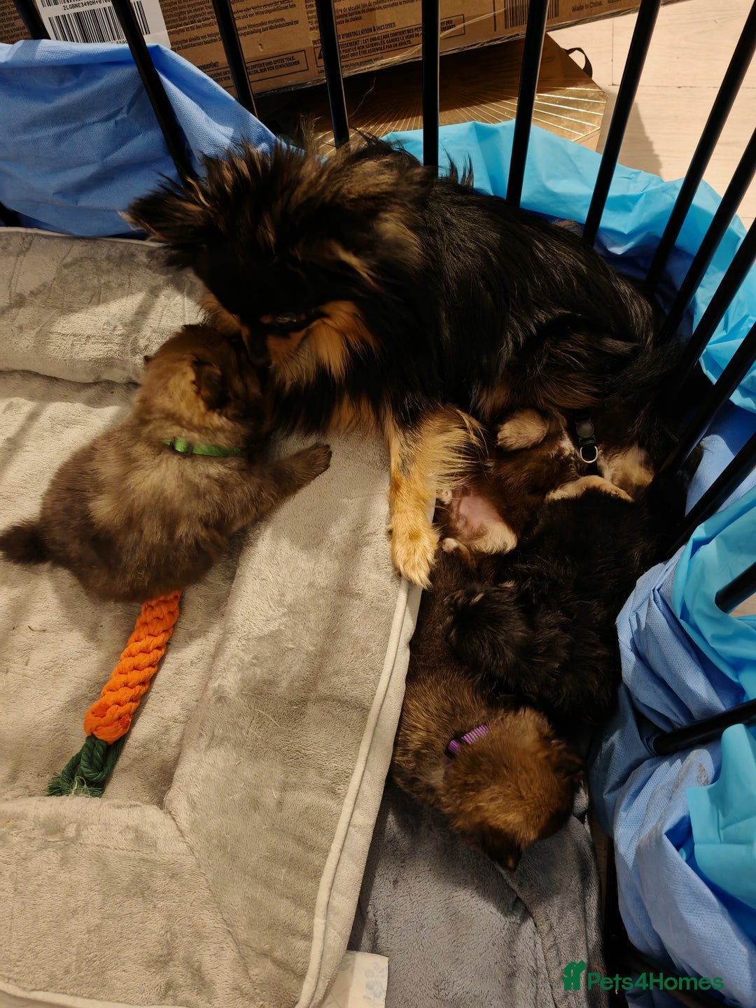 Pomeranian dogs for sale: 4 week old male pomeranians - Advert 7