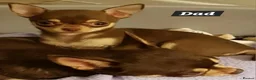 Chihuahua dogs for sale: Pedigree club registered chihuahua puppies - Advert 23
