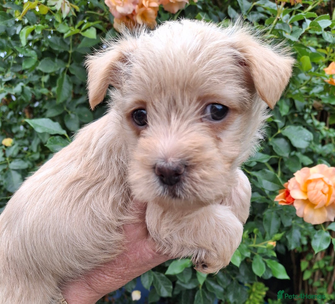Yorkshire Terrier Poodle Cairn Mix Cairn Terrier Jack Russell
