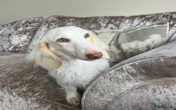 Miniature Dachshund dogs for sale: KC registered longhair Piebald puppies  - Image 7