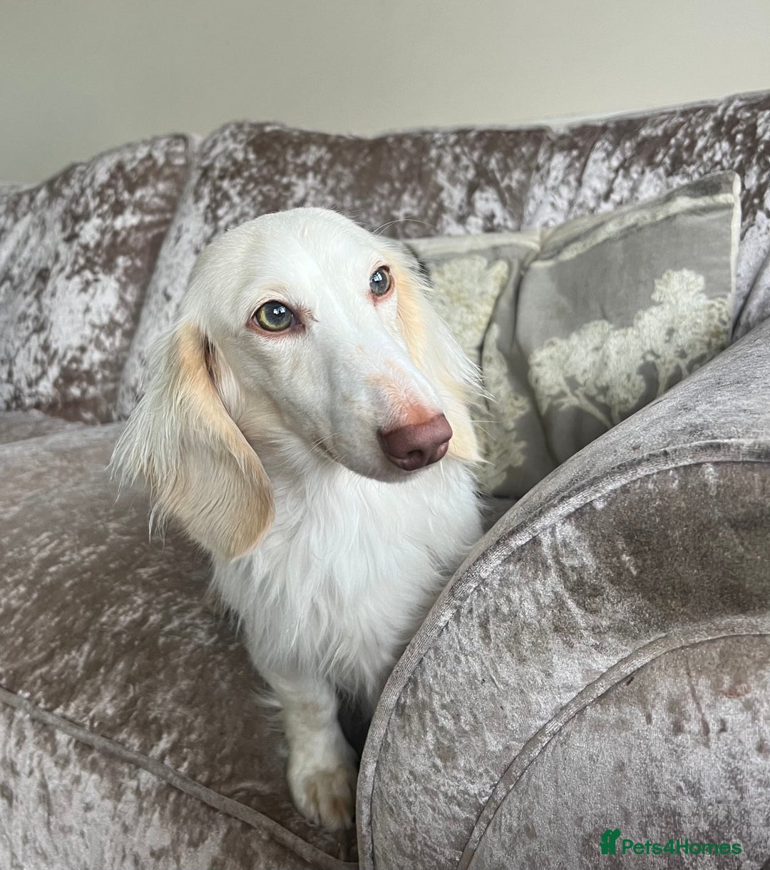 Miniature Dachshund dogs for sale: KC registered longhair Piebald puppies  - Image 7