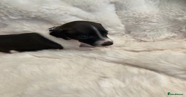 Italian Greyhound dogs - Advert 3