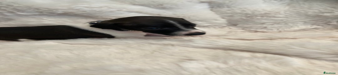 Italian Greyhound Puppy 1