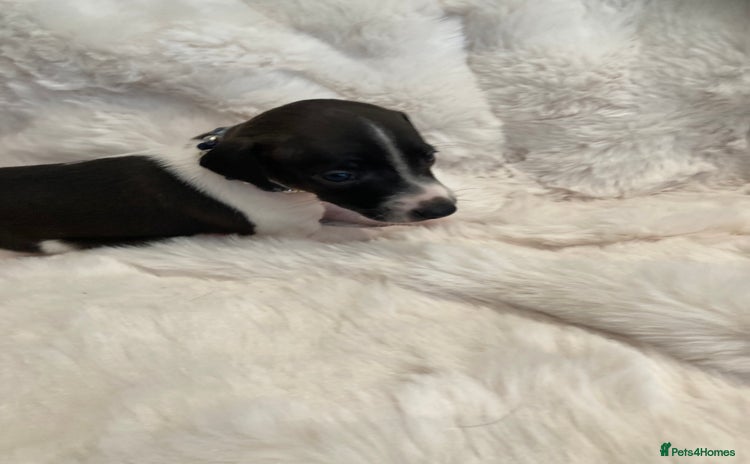Italian Greyhound dogs - Advert 1
