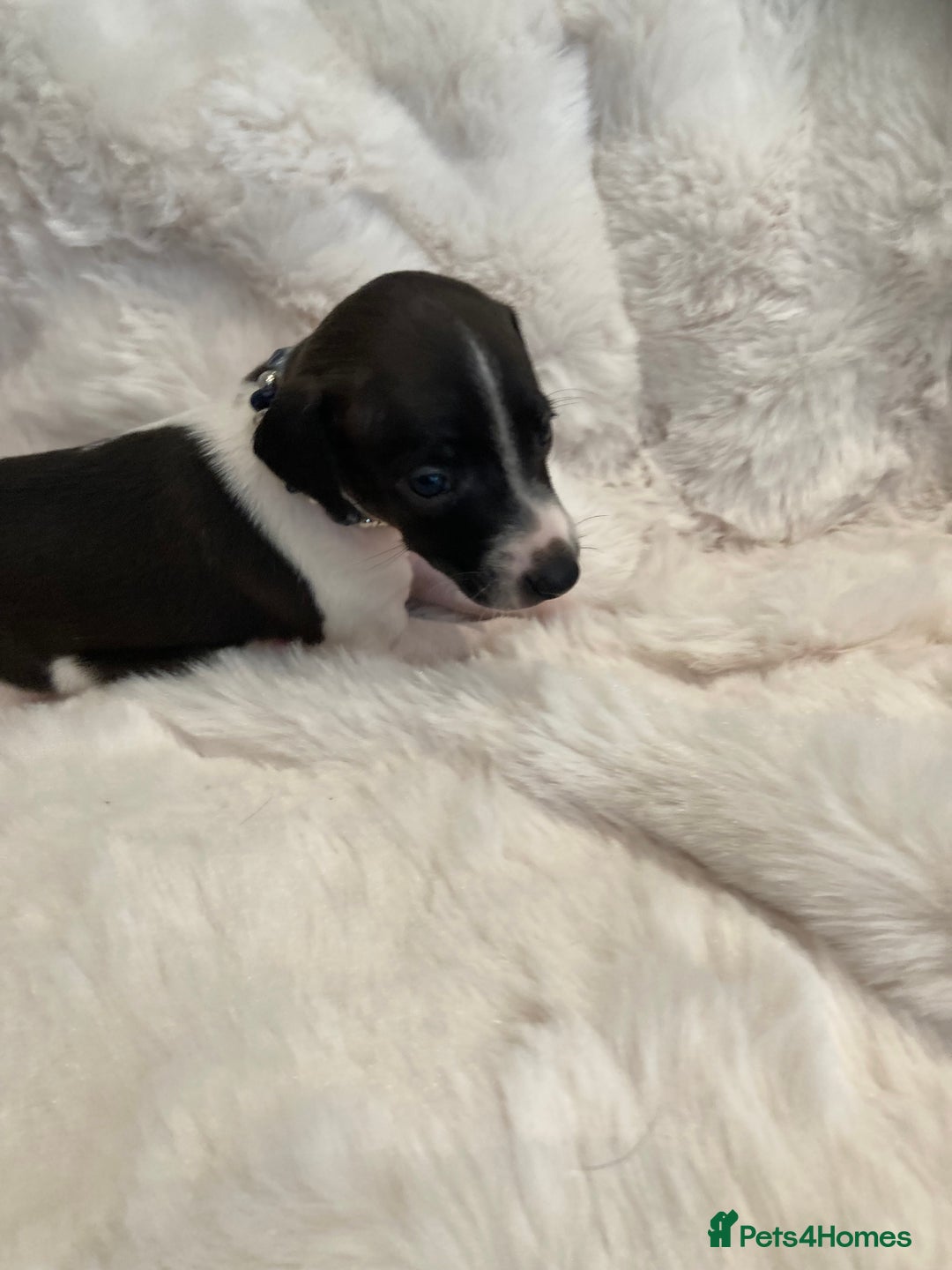 Italian Greyhound dogs for sale: Italian Greyhound Puppies - Image 1