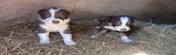 Mixed Breed dogs for sale: Beautiful tri coloured chocolate collie puppies - Advert 4