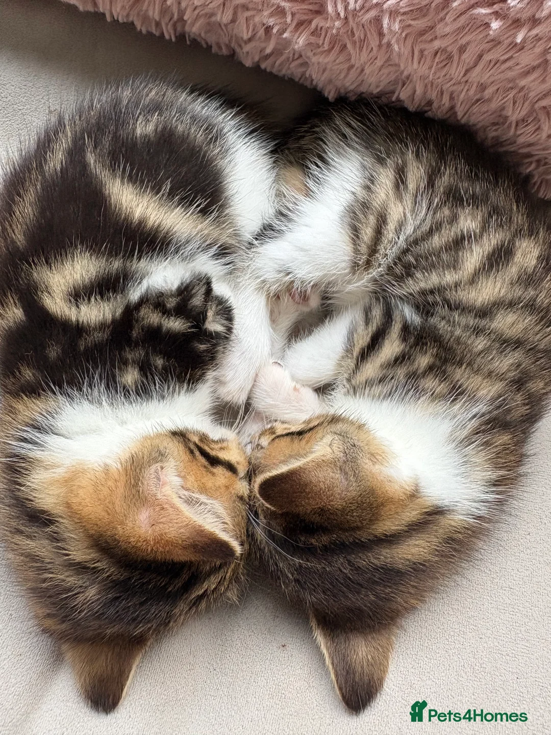 Mixed Breed cats for sale: Beautiful Kittens Looking for Their Forever Homes in Newton-le-Willows - Advert 2