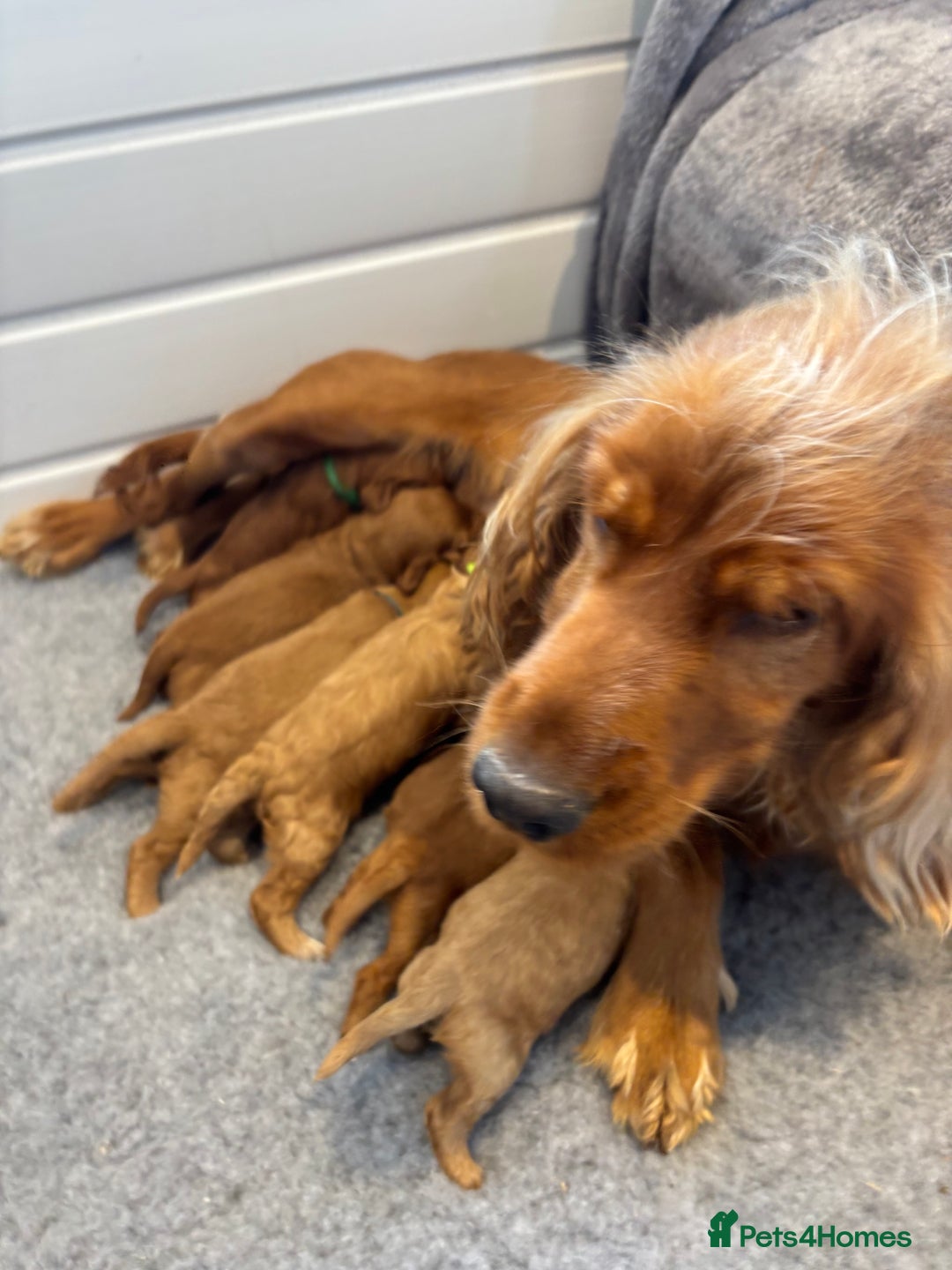 Cockapoo dogs for sale: 🐶Stunning F1 Cockapoos🐾health tested patents 🧬  - Image 10