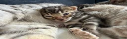 Bengal cats for sale: Bengal Kittens For Sale (6 Left) - Advert 24
