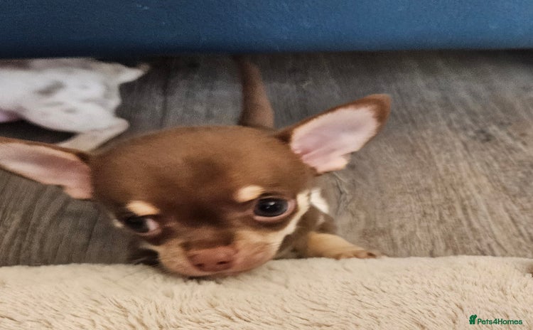Chihuahua dogs - Advert 2