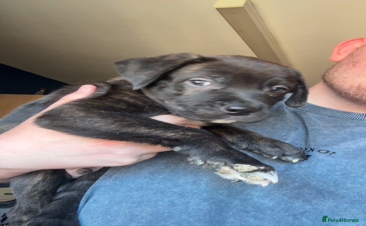 Mixed Breed dogs - Advert 12