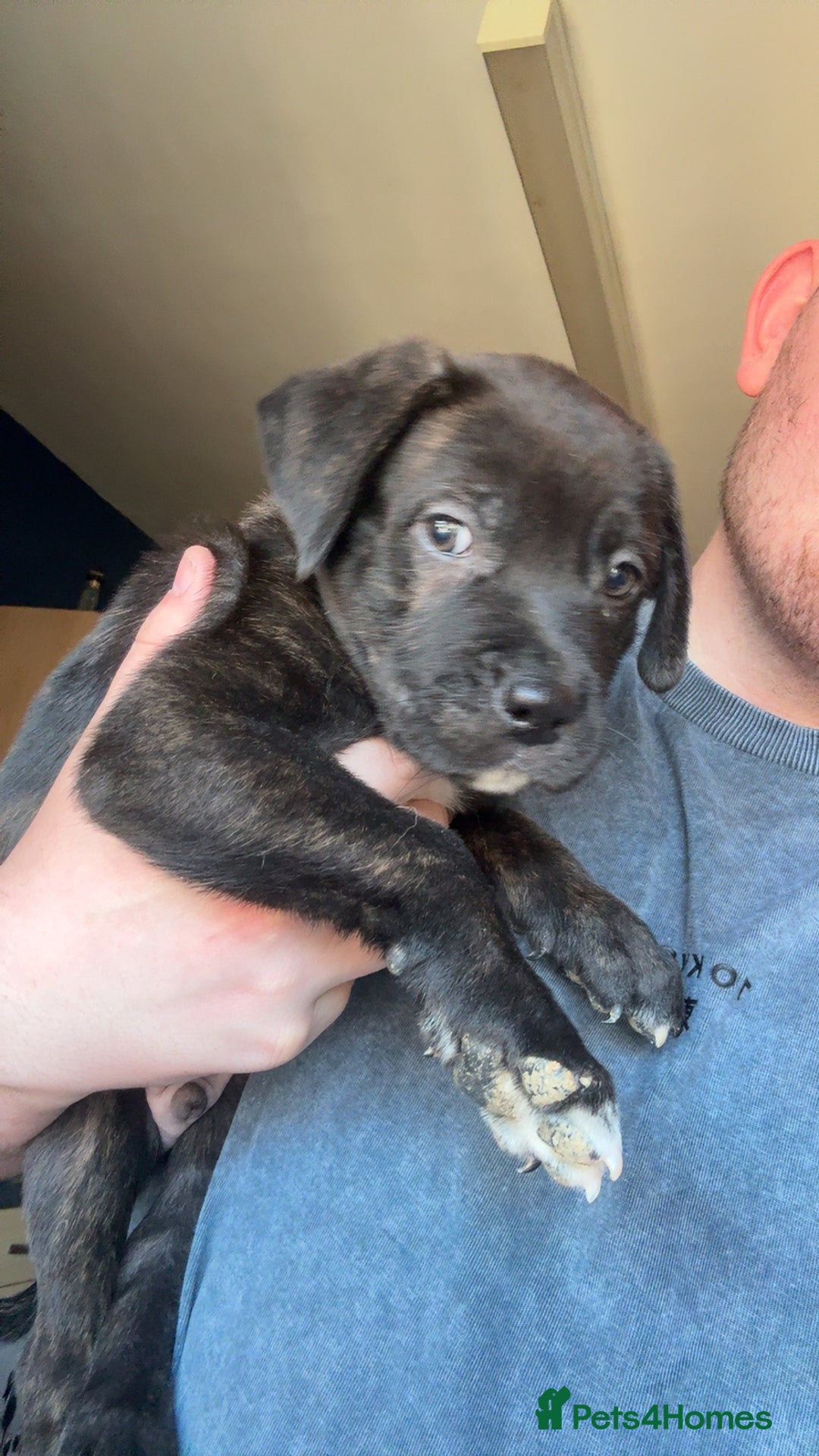 Mixed Breed dogs for sale: 1 boy left for £250 - Image 1